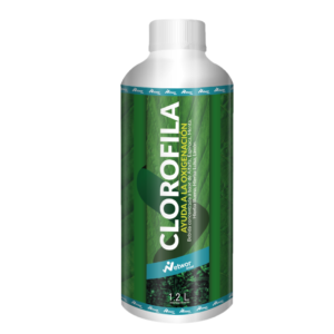 Clorofila
